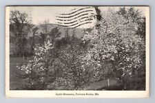 Fortune Rocks ME-Maine, Apple Blossoms, General Greetings, Vintage Postcard picture