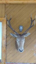 Taxidermy Of European Red Deer Stag Antlers Head And Shoulders Wall Decoration picture