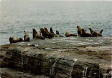 Vancouver Island, British Columbia, Steller Sea Lion rookery, Pacific Postcard picture