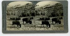 Yellowstone BUFFALO HERD GRAZING FOR FOOD Stereoview 23087 p72 picture