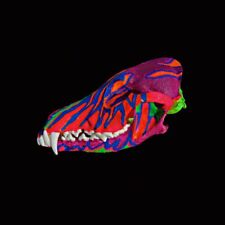 Neon Blacklight Painted Authentic Coyote Skull #1 Grade with Jaws and Teeth picture