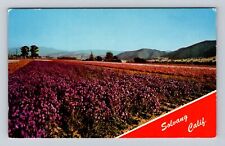 Solvang CA-California, Scenic View Of Flower Field, Antique, Vintage Postcard picture