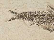 Super Fine BONES Knightia FISH Fossil on Big Matrix From Wyoming 1715gr picture