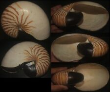 Tonyshells Seashell Chamber nautilus pompilius TIGER DESIGN 6.25 inches 159.38mm picture