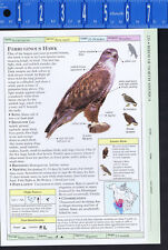 Rough-Legged & Ferruginous HAWKS -- Scientific Bird Reference Print picture