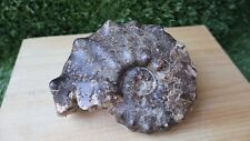 5inch Very Nice Mammites Nodosoides Ammonite Moroccan Fossils N160 picture