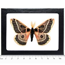 Agapema homogena pink saturn moth Arizona USA FRAMED picture