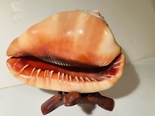 Large King Helmet Real Seashell/ Coastal /Home Decor with wooded stand NEW picture