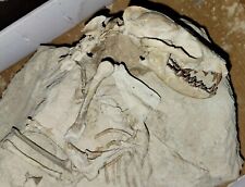 Hesperocyon Fossil Dog With Partial Skelton Oligocene picture
