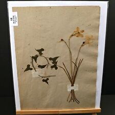 French PRESSED FLOWERS Botanical Herbarium with Fields Notes C 1872-1877 #18 picture