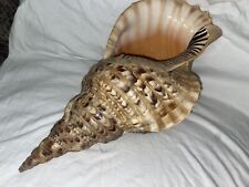 Huge Rare Triton Sea Shell From The Philippines picture