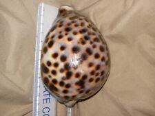 Incredible GIGANTIC Cypraea Tigris schilderiana 110mm RARE BEAUTY from Hawaii picture