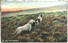 On The Moors Labrador & Spaniel Studies of Dogs Tuck & Son 1906 DB Postcard 1024 picture