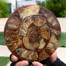 118G Rare Natural Tentacle Ammonite FossilSpecimen Shell Healing Madagascar picture