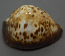 SEA SHELL CYPRAEA ZOILA THERSITES 99.4 mm. RARE ENDEMIC GIANT FROM S. AUSTRALIA picture