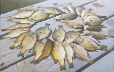 Postcard Caught Panfish Fishes  picture
