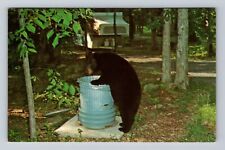 Shenandoah National Park, Black Bear, Antique, Vintage Postcard picture