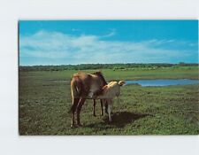 Postcard Chincoteague Ponies Mother and Child Assateague Island Vermont USA picture