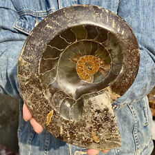 3.3LB Rare Natural Tentacle Ammonite FossilSpecimen Shell Healing Madagascar picture