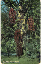 Hawaii - Wine Palm, Hawaiian Islands - c1910s Island Curio Co. Postcard picture