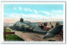 c1920's Big Whale Captured Mexico Gulf 65 Feet 75 Tons Port Arthur TX Postcard picture
