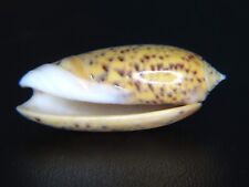 OLIVA OLIVA FLAVEOLA: VERY EXCEPTIONAL COLOR & PATTERN RARELY OFFERED @ 39.01MM picture