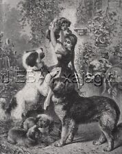 Dog Newfoundland Family & Pups HUGE Antique Print 1880s picture