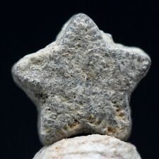  Star Crinoid Fossil Stem Echinoderm Sections Mineral Sea Life Specimen MOROCCO picture