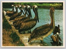 Pelicans FLorida FL Vintage Continental Chrome Postcard Bird picture