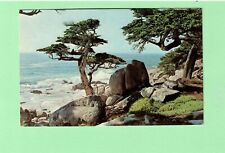California - Pebble Beach - Pescadero Point Cypress Trees - Unused PC picture