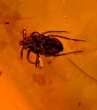 A101 BU1584 Nice Large Mite in Burmese Amber Myanmar ~99mya picture