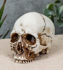 Small Half Jaw Homo Sapiens Skull Figurine Miniature Skull Cranium Sculpture picture