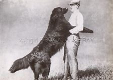 DOG Newfoundland Giant Dog Greets Owner, Vintage Print 1930s picture