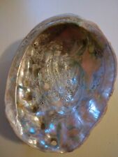 Large 7 inch Vintage Abalone Shell  picture