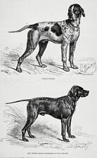 Dog English Pointer (Named, Owned ID) & Large French Pointer 1870s Antique Print picture
