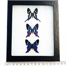Rhetus ARCIUS + DYSONII + PERIANDER blue butterflies Peru framed TRIO picture
