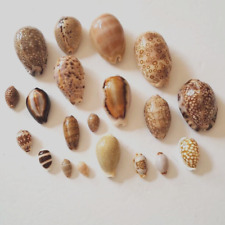 Cypraea Species Collection Lot of 20 All Varied picture