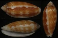 Tonyshells Seashells Pterygia crenulata EXCEPTIONAL 31mm pattern and superb dark picture
