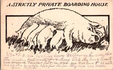  Postcard Strictly Private Boarding House Piglets Sucking from Sow Pig     A-431 picture