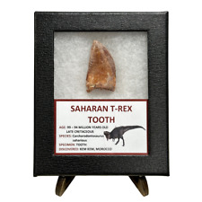 Saharan T-Rex Tooth picture