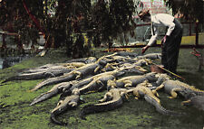 Feeding Time at the California Alligator Farm, L.A. CA, Early Postcard, Unused  picture