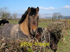 Photo 6x4 Nosey Horse Tullycross Nosey horse from Blackford Farm c2007 picture