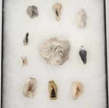 Set of 10 Bone Valley Fossil Stringray Dermal Spines - Peace River Fm - FL picture