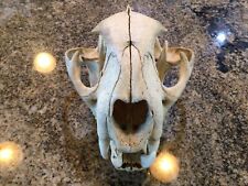 Mountain Lion skull from Colorado picture