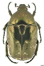 Coleoptera Cetoniinae Protaetia (Potosia) hieroglyphica S Russia 19mm picture