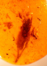 Cricket with Spider and Water Enhydros with Moving Air in Dominican Amber Fossil picture