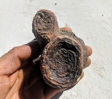 Stromatolite  Wyoming, 50 million years old  picture