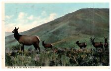 Vintage Postcard 1914 La Grande Oregon Elk in the Foothills Landscape-F2-28 picture