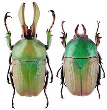 Insect - CETONIDAE Narycius opacus - S.India - Pair 31mm .... picture