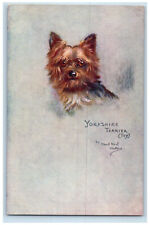 Postcard Dog Studies Yorkshire Terrier c1910 Antique Oilette Tuck Dogs picture